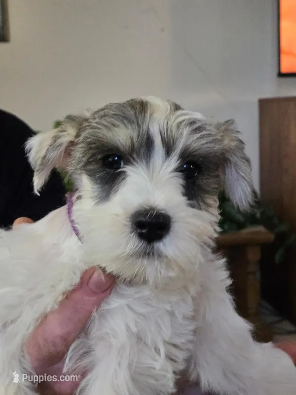 Ella – Miniature Schnauzer puppy for sale in Early, TX