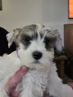 Ella, a female Miniature Schnauzer for sale in Early, TX – 1 of 1