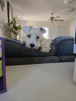 Matthew, a male Miniature Schnauzer for sale in Early, TX – 1 of 4
