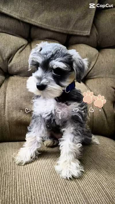 BeeBee, a female Miniature Schnauzer for sale in Early, TX – 2 of 2