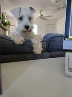 Matthew, a male Miniature Schnauzer for sale in Early, TX – 3 of 4