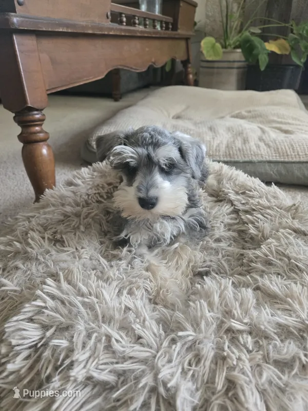 BeeBee – Miniature Schnauzer puppy for sale in Early, TX