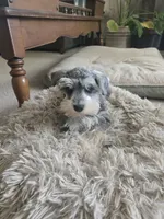 BeeBee, a female Miniature Schnauzer for sale in Early, TX – 1 of 1