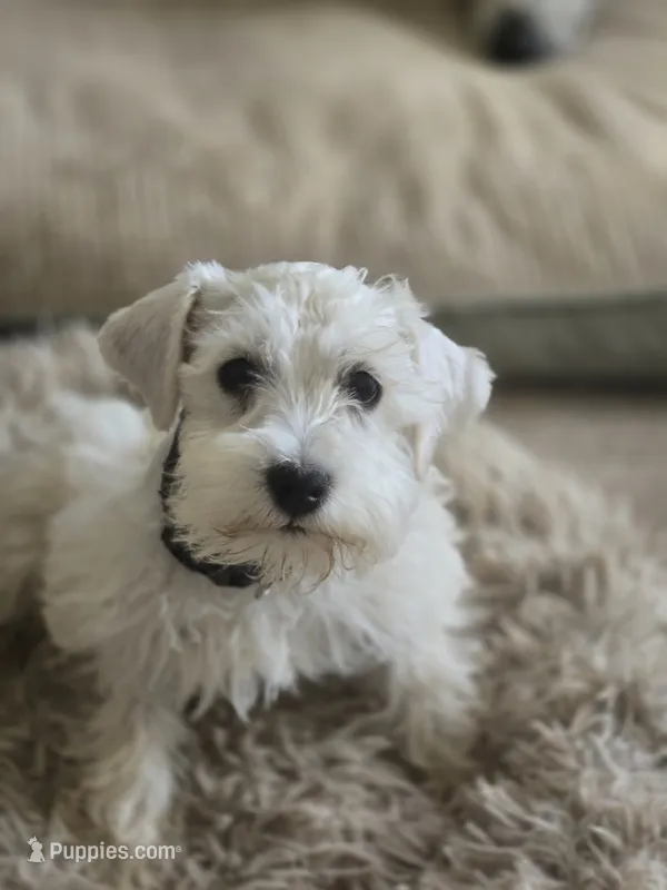 Matthew – Miniature Schnauzer puppy for sale in Early, TX