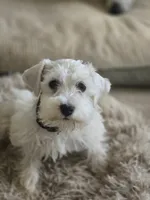 Matthew, a male Miniature Schnauzer for sale in Early, TX – 1 of 1