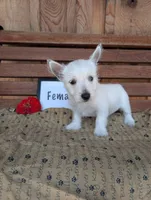 April, a female West Highland White Terrier for sale in Shippensburg, PA – 1 of 1