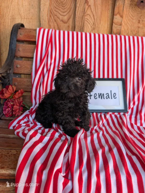 Patty  – Poodle - Toy  puppy for sale in Shippensburg, PA