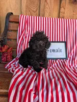 Patty , a female Poodle - Toy  for sale in Shippensburg, PA – 1 of 1