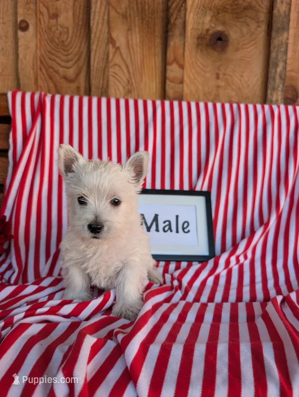 Tom – West Highland White Terrier puppy for sale in Shippensburg, PA