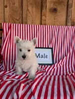 Tom, a male West Highland White Terrier for sale in Shippensburg, PA – 1 of 1