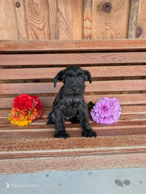 Penelope  – Miniature Schnauzer puppy for sale in Shippensburg, PA
