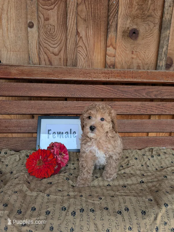 Cindy – Bichpoo puppy for sale in Shippensburg, PA
