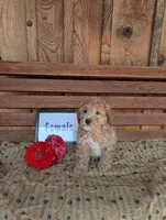 Cindy, a female Bichpoo for sale in Shippensburg, PA – 1 of 1