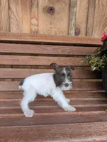 Silky, a female Miniature Schnauzer for sale in Shippensburg, PA – Photo 2 of 2