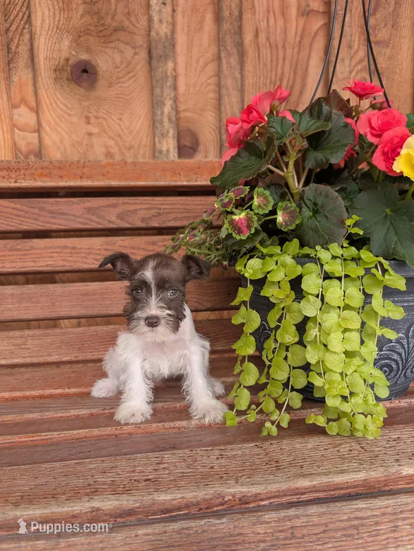 Silky – Miniature Schnauzer puppy for sale in Shippensburg, PA