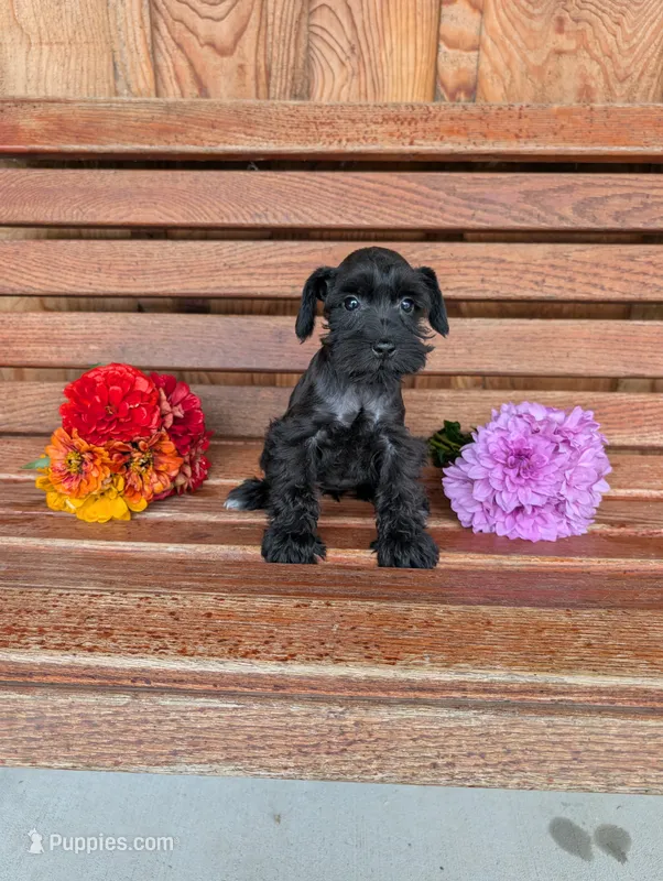 Pearl – Miniature Schnauzer puppy for sale in Shippensburg, PA