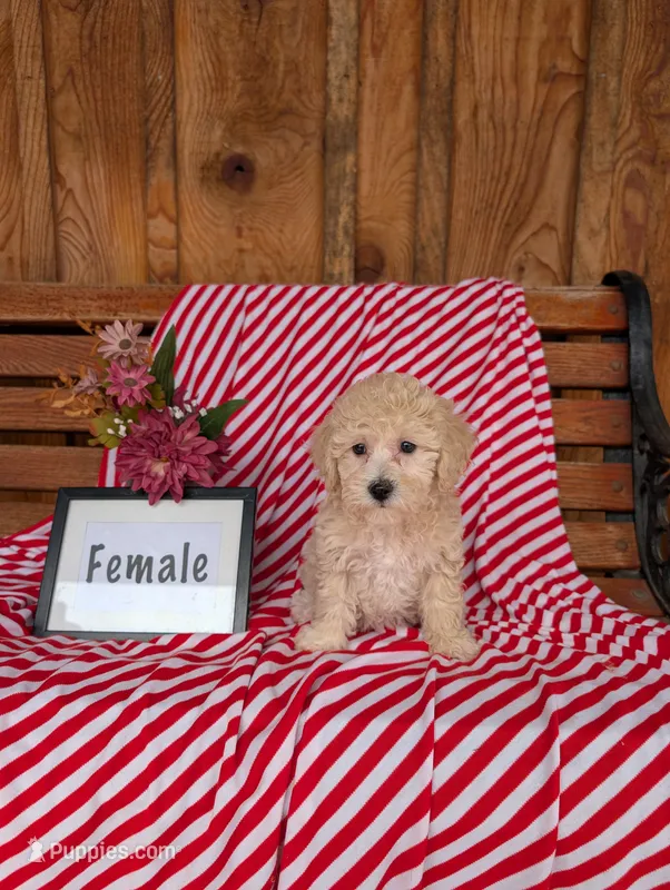 Bridget – Bichpoo puppy for sale in Shippensburg, PA
