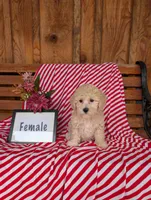 Bridget, a female Bichpoo for sale in Shippensburg, PA – 1 of 1