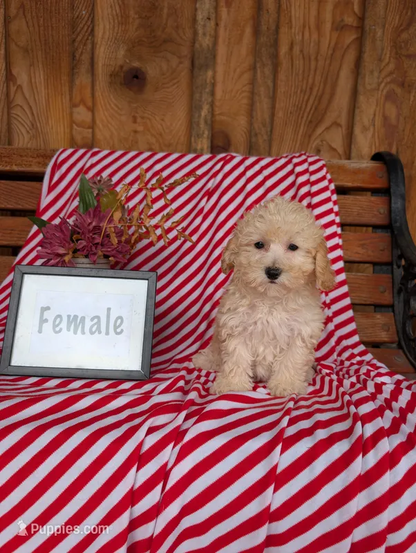 Beth – Bichpoo puppy for sale in Shippensburg, PA