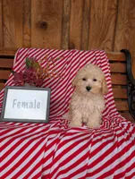 Beth, a female Bichpoo for sale in Shippensburg, PA – 1 of 1