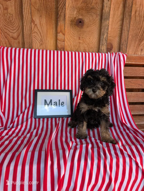 Pickles – Poodle - Toy  puppy for sale in Shippensburg, PA