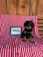 Pickles, a male Poodle - Toy  for sale in Shippensburg, PA – 1 of 1