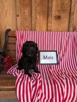 Pepper, a male Poodle - Toy  for sale in Shippensburg, PA – 1 of 1