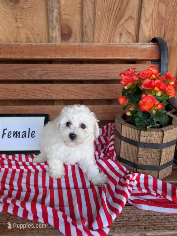 Bridget, a female Bichon Frise for sale in Shippensburg, PA – Photo 1 of 1