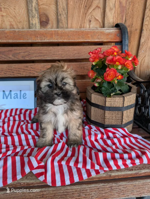 Loopy, a male Lhasa Apso for sale in Shippensburg, PA – Photo 1 of 1
