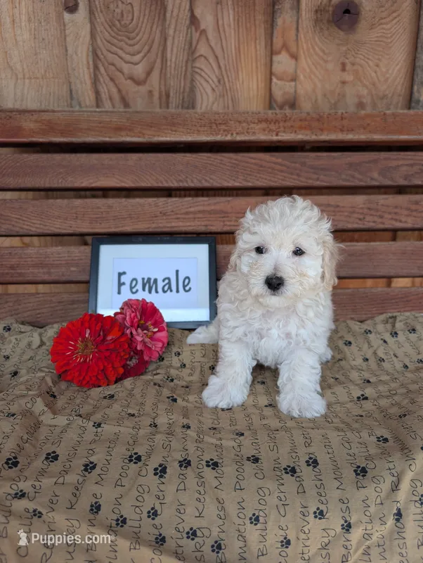 Candy – Bichpoo puppy for sale in Shippensburg, PA
