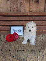 Candy, a male Bichpoo for sale in Shippensburg, PA – 1 of 1