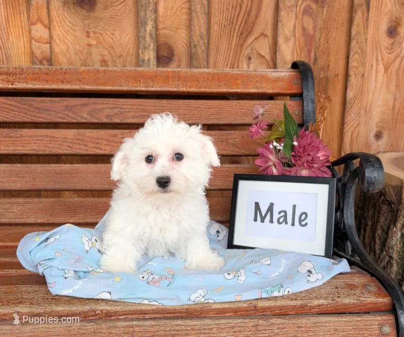 Alex – Bichon Frise puppy for sale in Shippensburg, PA