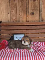 Lucky, a male Lhasa Apso for sale in Shippensburg, PA – 2 of 2