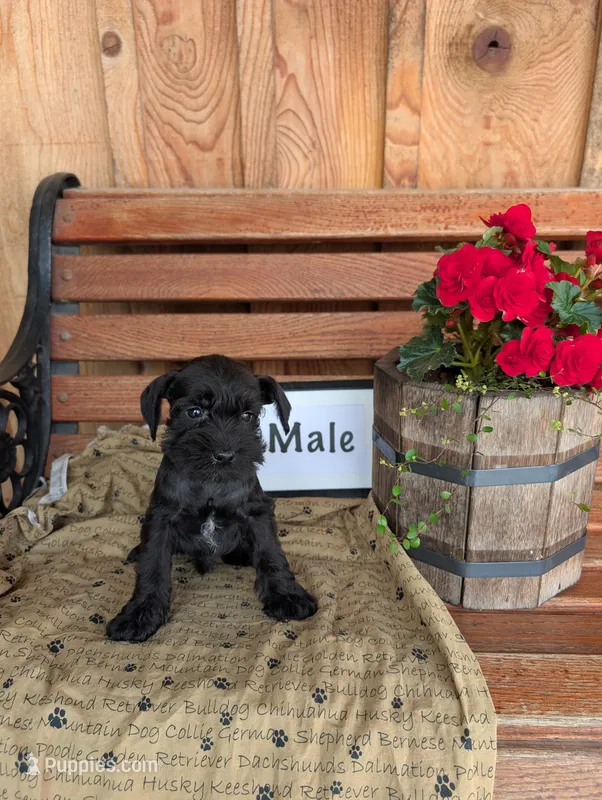 Salem – Miniature Schnauzer puppy for sale in Shippensburg, PA
