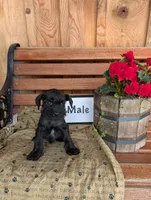 Salem, a male Miniature Schnauzer for sale in Shippensburg, PA – 1 of 1