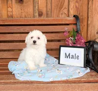 Adam, a male Bichon Frise for sale in Shippensburg, PA – 1 of 1