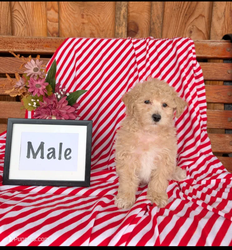Butch – Bichpoo puppy for sale in Shippensburg, PA