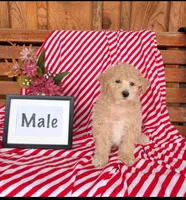 Butch, a male Bichpoo for sale in Shippensburg, PA – 1 of 1