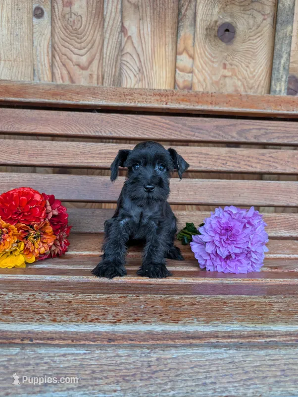 Peachy – Miniature Schnauzer puppy for sale in Shippensburg, PA