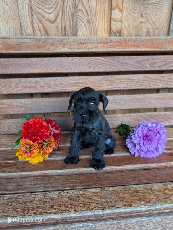 Penny – Miniature Schnauzer puppy for sale in Shippensburg, PA
