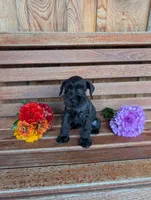 Penny, a female Miniature Schnauzer for sale in Shippensburg, PA – 1 of 1