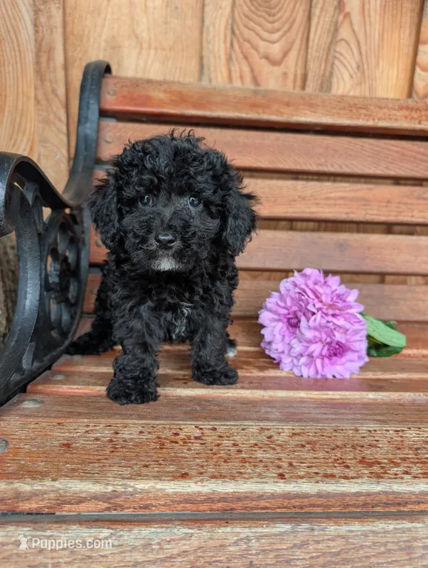 Tina – Poodle - Toy  puppy for sale in Shippensburg, PA