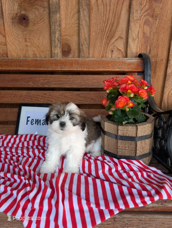 Lexi, a female Lhasa Apso for sale in Shippensburg, PA – Photo 1 of 1