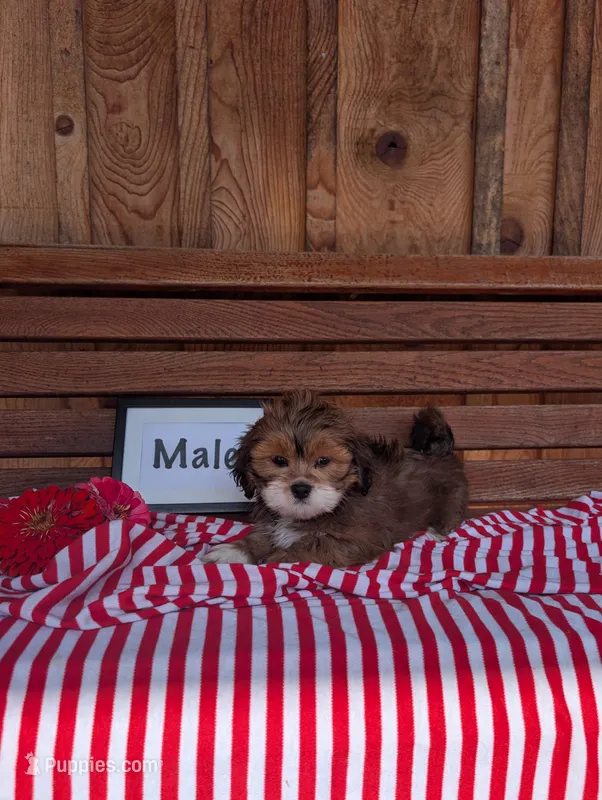 Lucky – Lhasa Apso puppy for sale in Shippensburg, PA
