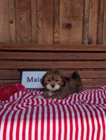 Lucky, a male Lhasa Apso for sale in Shippensburg, PA – 1 of 2