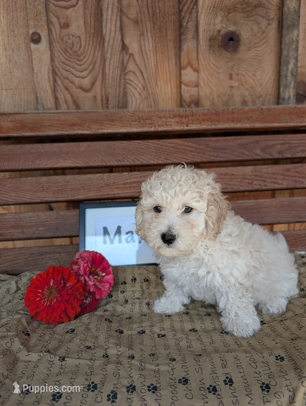 Craig – Bichpoo puppy for sale in Shippensburg, PA