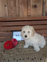 Craig, a male Bichpoo for sale in Shippensburg, PA – 1 of 1