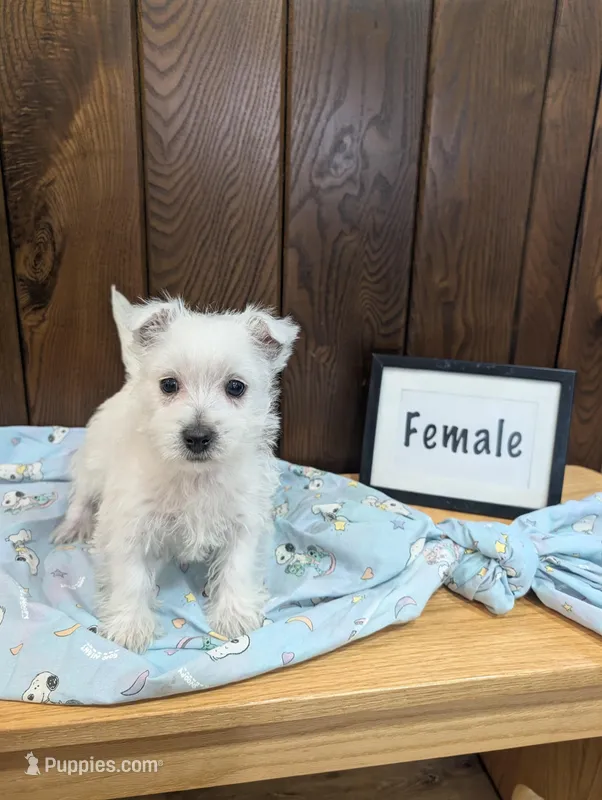 Jill – West Highland White Terrier puppy for sale in Shippensburg, PA