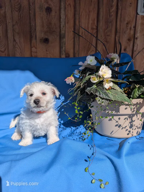 Jim – West Highland White Terrier puppy for sale in Shippensburg, PA
