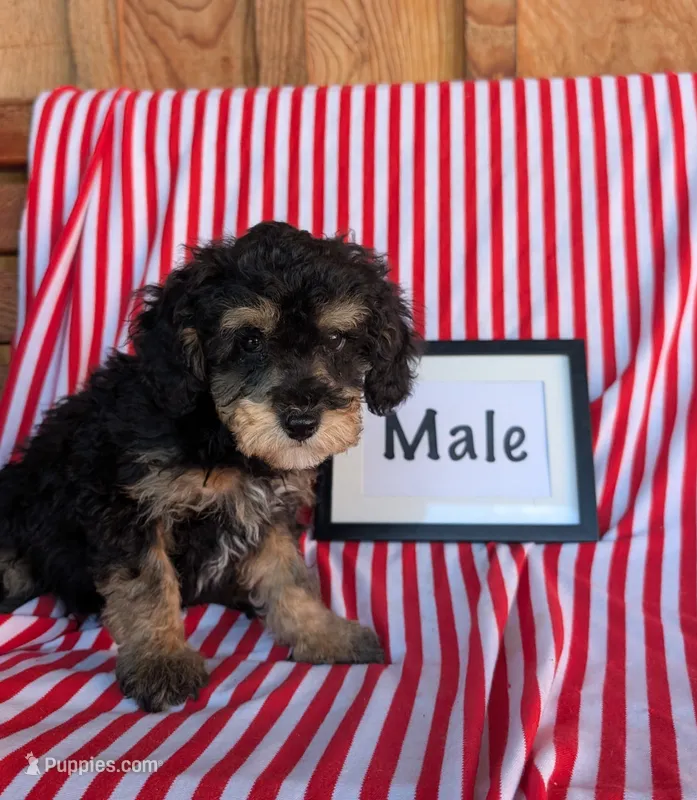 Piper – Poodle - Toy  puppy for sale in Shippensburg, PA